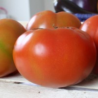 POMODORO TONDO DA INSALATA EARLY SPRING F1