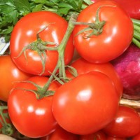 POMODORO TONDO DA INSALATA EARLY SPRING F1