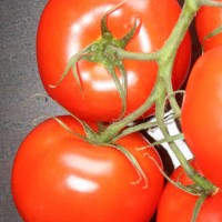 POMODORO TONDO DA INSALATA EARLY SPRING F1