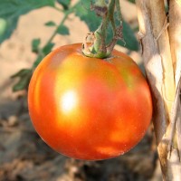 POMODORO TONDO DA INSALATA EARLY SPRING F1