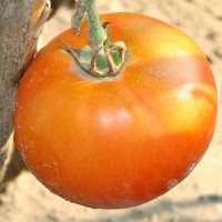 POMODORO TONDO DA INSALATA EARLY SPRING F1