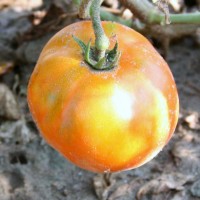 POMODORO TONDO DA INSALATA EARLY SPRING F1