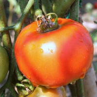 POMODORO TONDO DA INSALATA EARLY SPRING F1