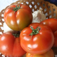 POMODORO TONDO DA INSALATA OPTIMA F1