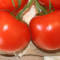 POMODORO TONDO DA INSALATA OPTIMA F1