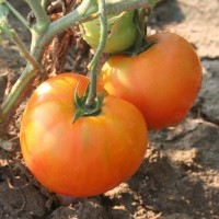 POMODORO TONDO DA INSALATA OPTIMA F1