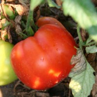 POMODORO TONDO DA INSALATA OPTIMA F1