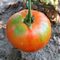 POMODORO TONDO DA INSALATA OPTIMA F1