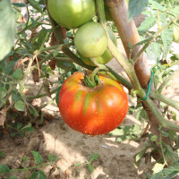 POMODORO TONDO DA INSALATA OPTIMA F1