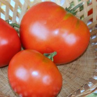 POMODORO TONDO QUINTANA F1