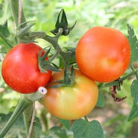 POMODORO TONDO LISCIO F1