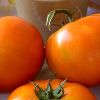 POMODORO TONDO LISCIO F1