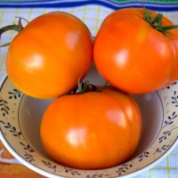 POMODORO TONDO LISCIO F1