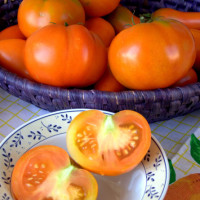 POMODORO TONDO LISCIO F1