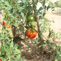 POMODORO TONDO LISCIO F1