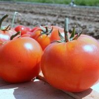 POMODORO TONDO LISCIO F1