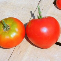 POMODORO TONDO LISCIO F1