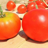 POMODORO TONDO LISCIO F1