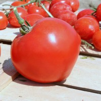 POMODORO TONDO LISCIO F1