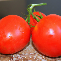 POMODORO TONDO LISCIO F1