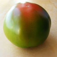 POMODORO TONDO VERDE