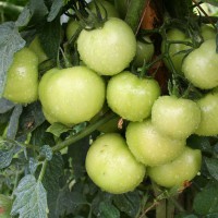 POMODORO TONDO VERDE