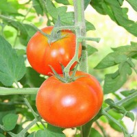 POMODORO TONDO LISCIO CARAMBA F1