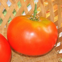 POMODORO TONDO LISCIO F1