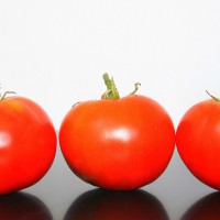 POMODORO TONDO LISCIO F1