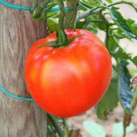 POMODORO TONDO LISCIO BIRON F1