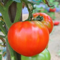 POMODORO TONDO LISCIO BIRON F1