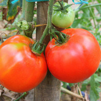 POMODORO TONDO LISCIO BIRON F1