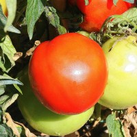 POMODORO TONDO LISCIO BIRON F1