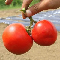 POMODORO TONDO LISCIO LUSTRO