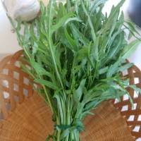 RUCOLA SELVATICA