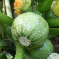 ZUCCHINO TONDO GEODE F1