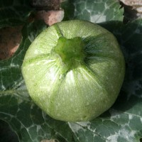 ZUCCHINO TONDO GEODE F1