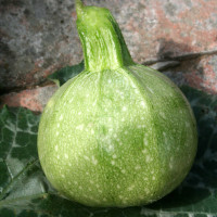 ZUCCHINO TONDO GEODE F1