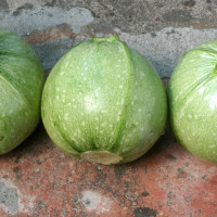 ZUCCHINO TONDO GEODE F1