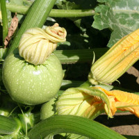 ZUCCHINO TONDO GEODE F1