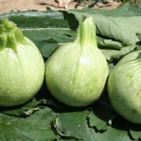 ZUCCHINO TONDO GEODE F1