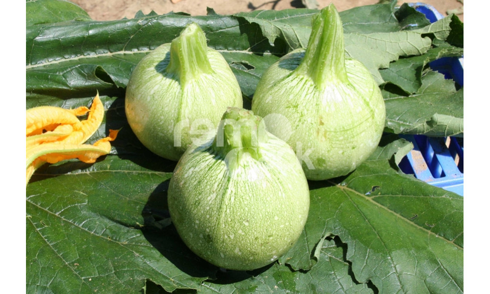 ZUCCHINO TONDO GEODE F1