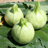 ZUCCHINO TONDO GEODE F1