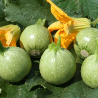 ZUCCHINO TONDO GEODE F1