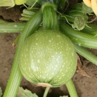 ZUCCHINO TONDO GEODE F1