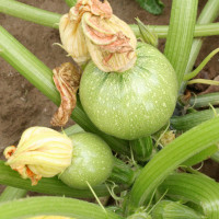 ZUCCHINO TONDO GEODE F1