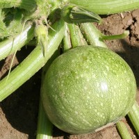 ZUCCHINO TONDO CHIARO