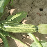 ZUCCHINO LUNGO FIORENTINO ARTE F1