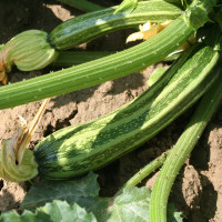 ZUCCHINO LUNGO FIORENTINO ARTE F1