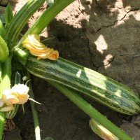 ZUCCHINO LUNGO FIORENTINO ARTE F1